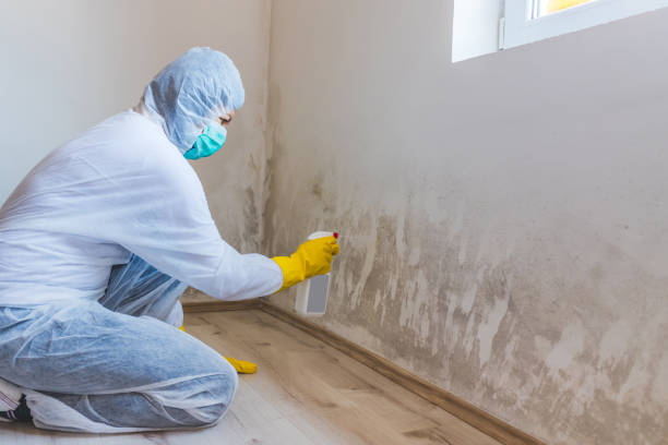 Licensed Commercial Mold Remediation service in Ocoee, FL - WQB Mold Removal